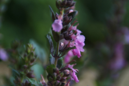 Teucrium chamaedrys Echte gamander bestellen